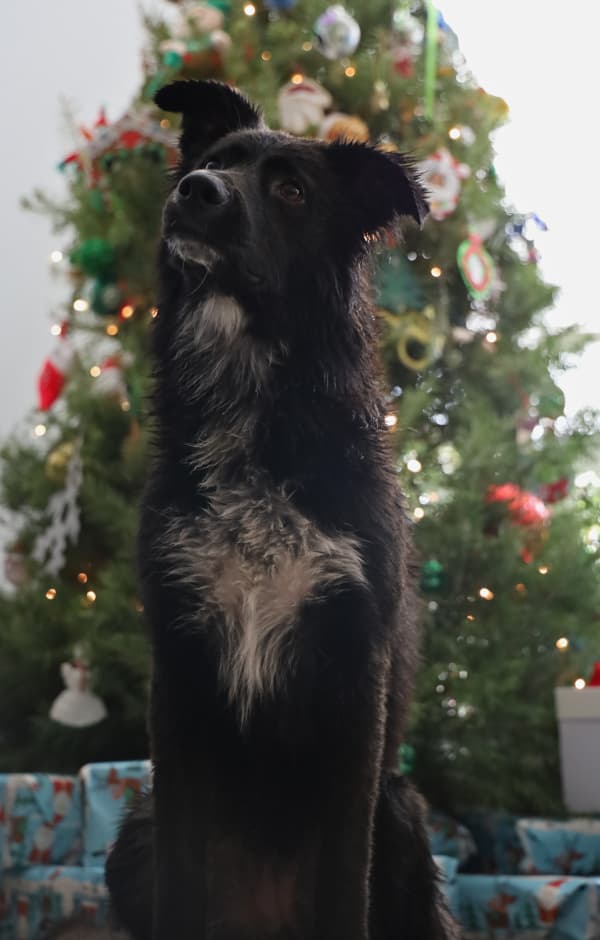 Charli the Xmas doggo