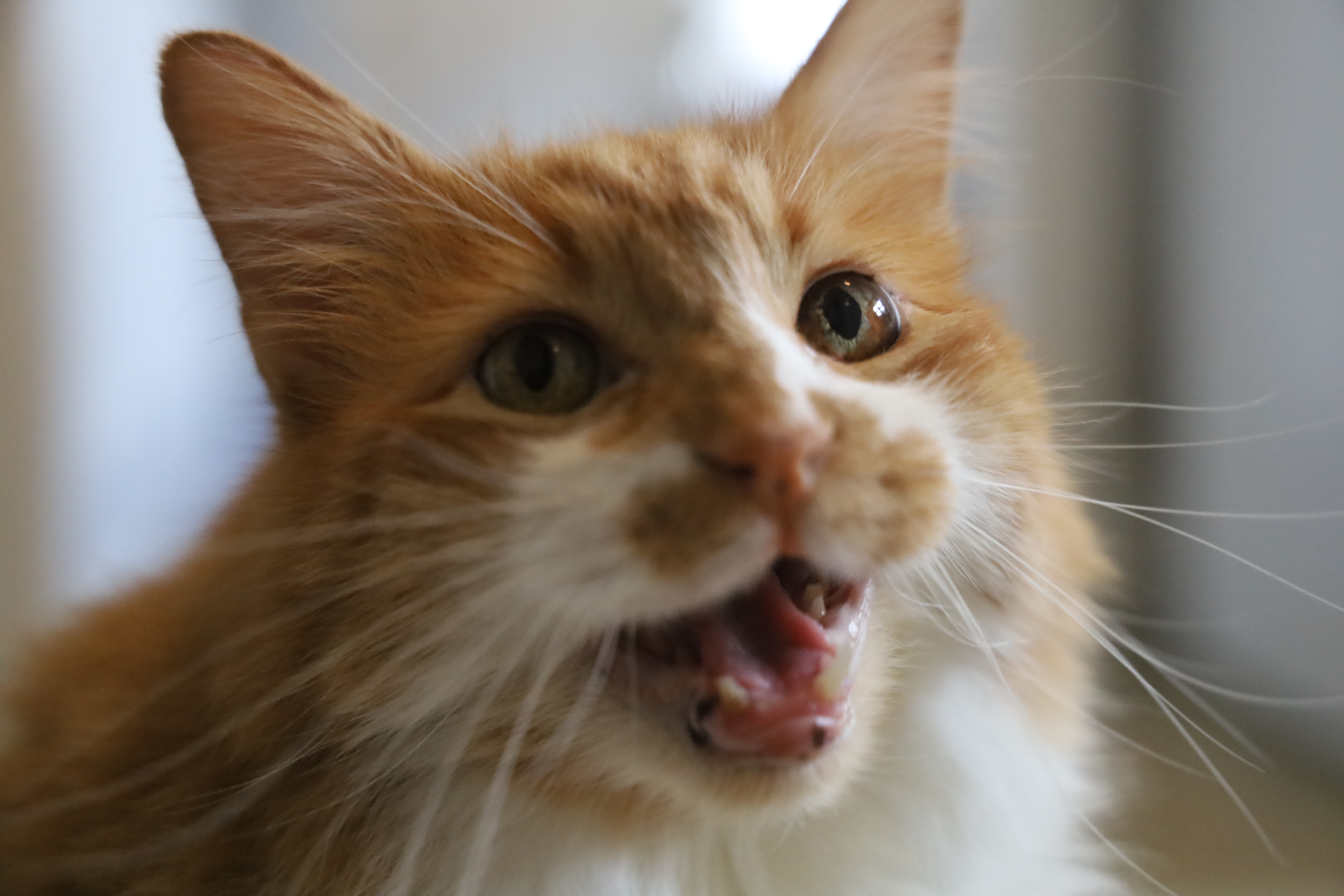 Katman!